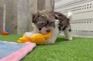 Havanese Pup Being Cute