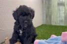 Mini Aussiedoodle Pup Being Cute