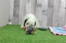 Meet Jerry - our Cavachon Puppy Video