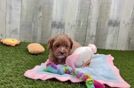 Cavapoo Puppy for Adoption