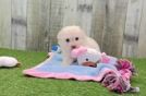 Best Mini Aussiedoodle Baby