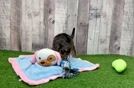 Petite Cavapoo Poodle Mix Pup