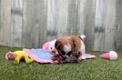 Meet Jean - our Teddy Bear Puppy Video