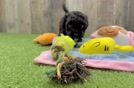 Hypoallergenic Havadoodle Poodle Mix Puppy