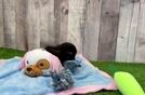 Best Cavapoo Baby