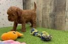 Best Mini Goldendoodle Baby