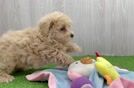 Hypoallergenic Multipoo Poodle Mix Puppy