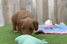 Mini Goldendoodle Puppy for Adoption