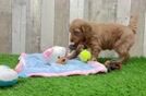 Meet Diva - our Mini Goldendoodle Puppy Video