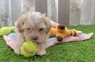 Best Maltipoo Baby