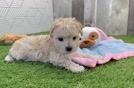 Best Maltipoo Baby