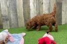 Mini Goldendoodle Pup Being Cute