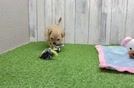 Best Maltipoo Baby