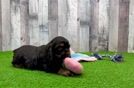 Cute Cocker Spaniel Purebred Puppy
