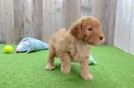 Mini Goldendoodle Puppy for Adoption