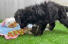 Mini Bernedoodle Pup Being Cute