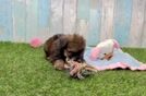 Meet Esmeralda - our Havapoo Puppy Video