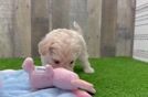 Best Maltipoo Baby