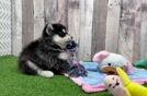 Meet Allie - our Pomsky Puppy Video