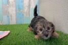 Playful Yo Yo Poo Poodle Mix Puppy