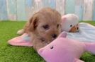 Cavapoo Pup Being Cute