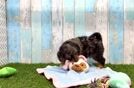 Playful Mini Bernepoo Poodle Mix Puppy