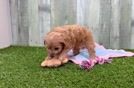 Cavapoo Pup Being Cute