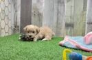 Meet Stefano - our Maltipoo Puppy Video