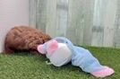 Meet Elmer - our Cavapoo Puppy Video