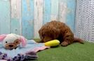 Best Mini Goldendoodle Baby