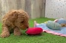 Cute Mini Goldendoodle Baby