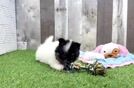 Meet Fluffy - our Pomeranian Puppy Video