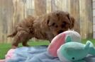 Cavapoo Pup Being Cute