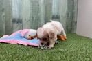 Meet Sherry - our Cavachon Puppy Video