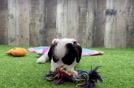 Playful Cavapoodle Poodle Mix Puppy