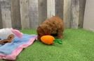 Playful Mini Groodle Poodle Mix Puppy