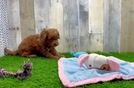 Best Mini Goldendoodle Baby