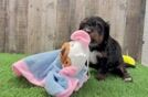 Mini Bernedoodle Puppy for Adoption