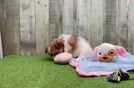 Playful Pomshi Designer Puppy