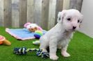 Cavapoo Puppy for Adoption