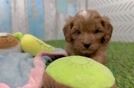 Energetic Cavoodle Poodle Mix Puppy