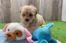 Energetic Maltese Poodle Poodle Mix Puppy