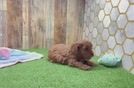 Cavapoo Pup Being Cute
