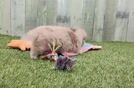 Happy Aussiechon Baby