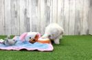 Meet Lenny - our Maltese Puppy Video