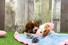 Cavapoo Puppy for Adoption