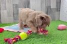 Mini Aussiedoodle Puppy for Adoption