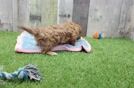 Hypoallergenic Cavadoodle Poodle Mix Puppy