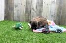 Playful Shih Tzu Baby