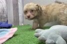 Havanese Puppy for Adoption